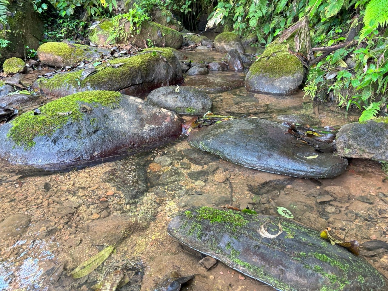 110.17 ACRES Mountain Estate With Ocean & Sunset View With Freshwater Streams And Natural Waterfalls! property photo 5 in Costa Rica