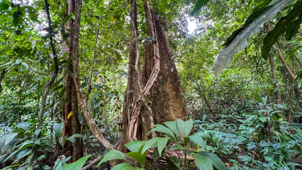 185 Acres With Ocean Views and Fertile Land Ready for Development in Dominical, Puntarenas, Costa Rica