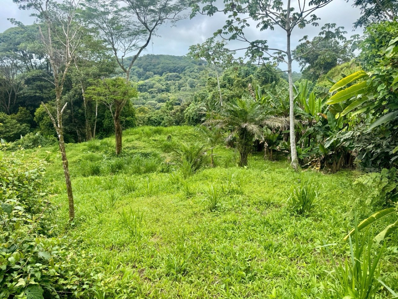 3 ACRES Beautiful Mountain View Property, Small Ocean Window, Public Road Frontage, Multiple Building Sites, Many Fruit Trees! property photo 2 in Costa Rica