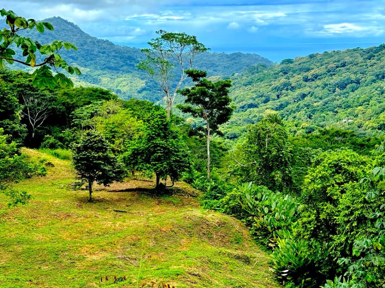 7.56 ACRES Ocean View Acreage In Lagunas, 50% Flat And Usable, Public Road, ASADA Water, Fruit Trees! property photo 3 in Costa Rica