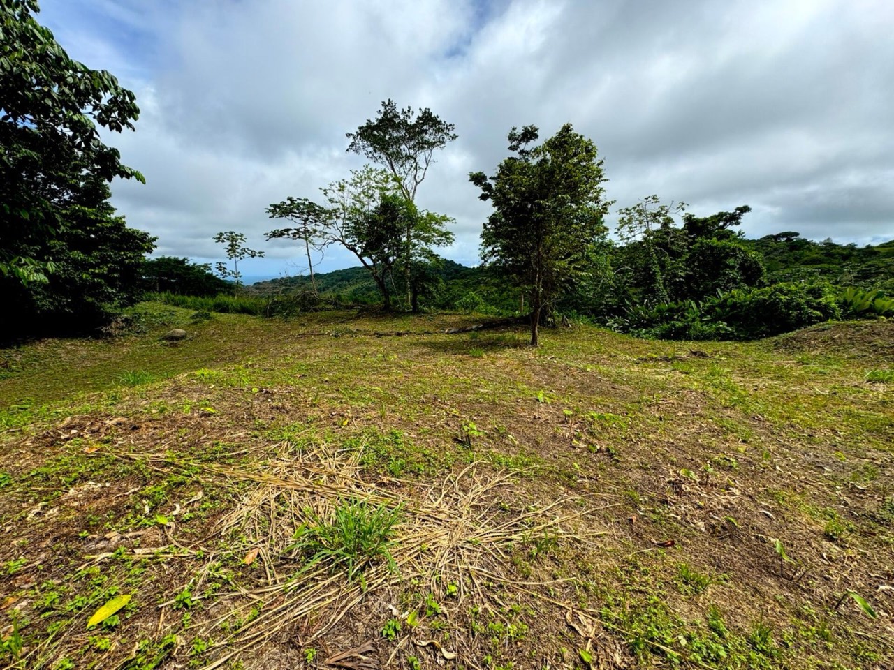 7.56 ACRES Ocean View Acreage In Lagunas, 50% Flat And Usable, Public Road, ASADA Water, Fruit Trees! property photo 4 in Costa Rica