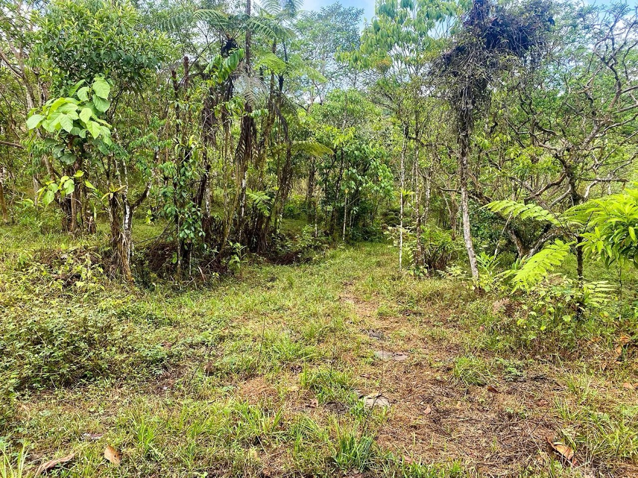 $225,000 - 34.25 Acres - Finca Los Buenos Tiempos, Uvita, Motivated Seller! property photo 4 in Costa Rica