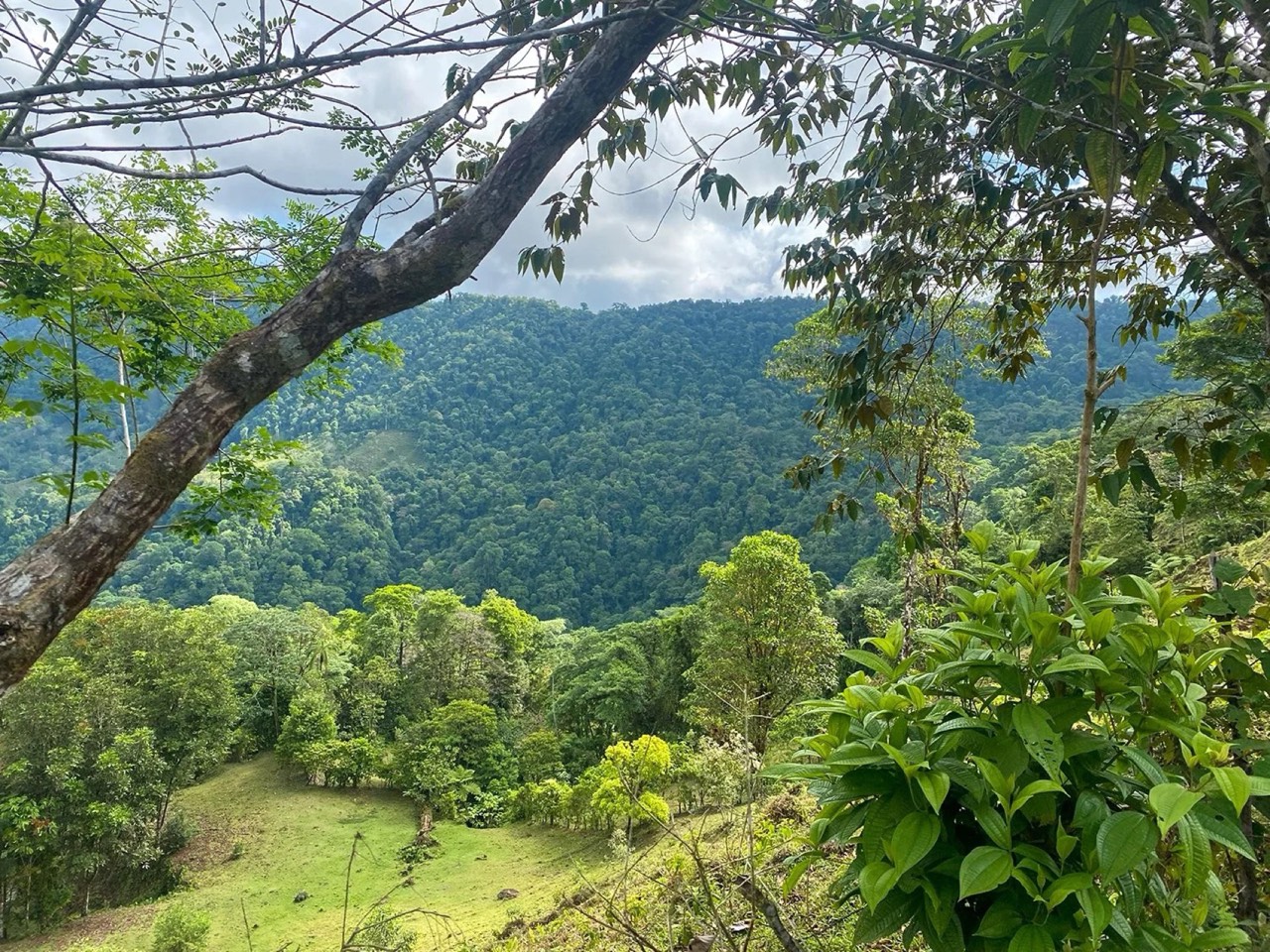 $225,000 - 34.25 Acres - Finca Los Buenos Tiempos, Uvita, Motivated Seller! property photo 5 in Costa Rica