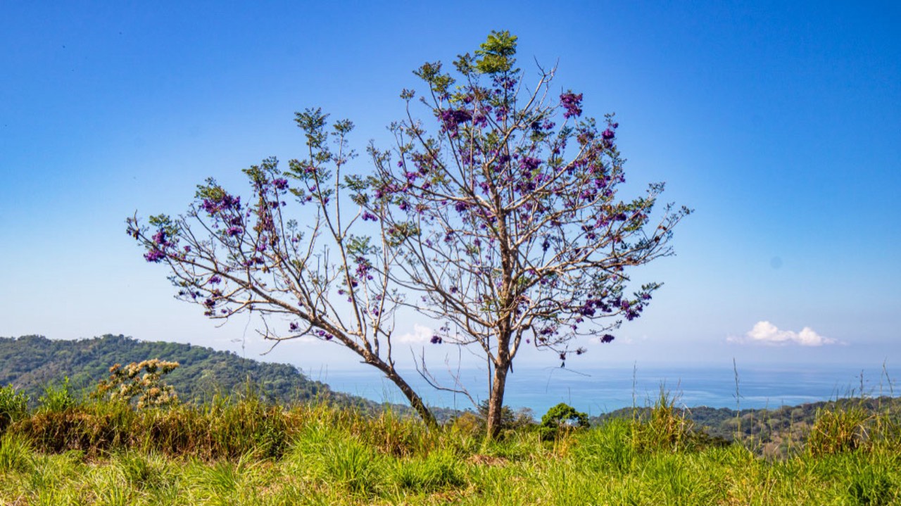 Panoramic Ocean View Property with Multiple Building Sites in Dominical, Puntarenas, Costa Rica