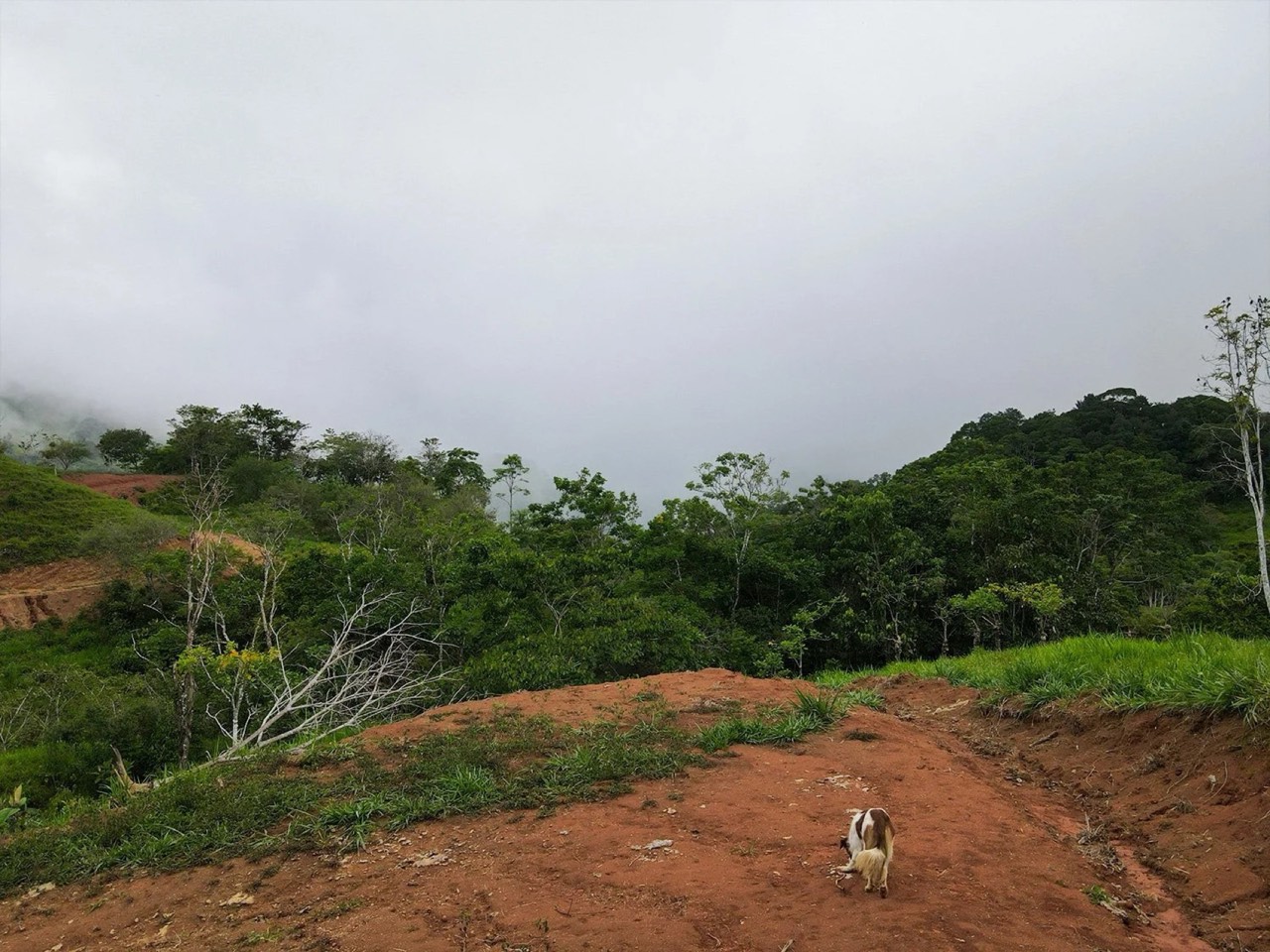 A Promising Development Opportunity in San Josecito, Perez Zeledon property photo 3 in Costa Rica