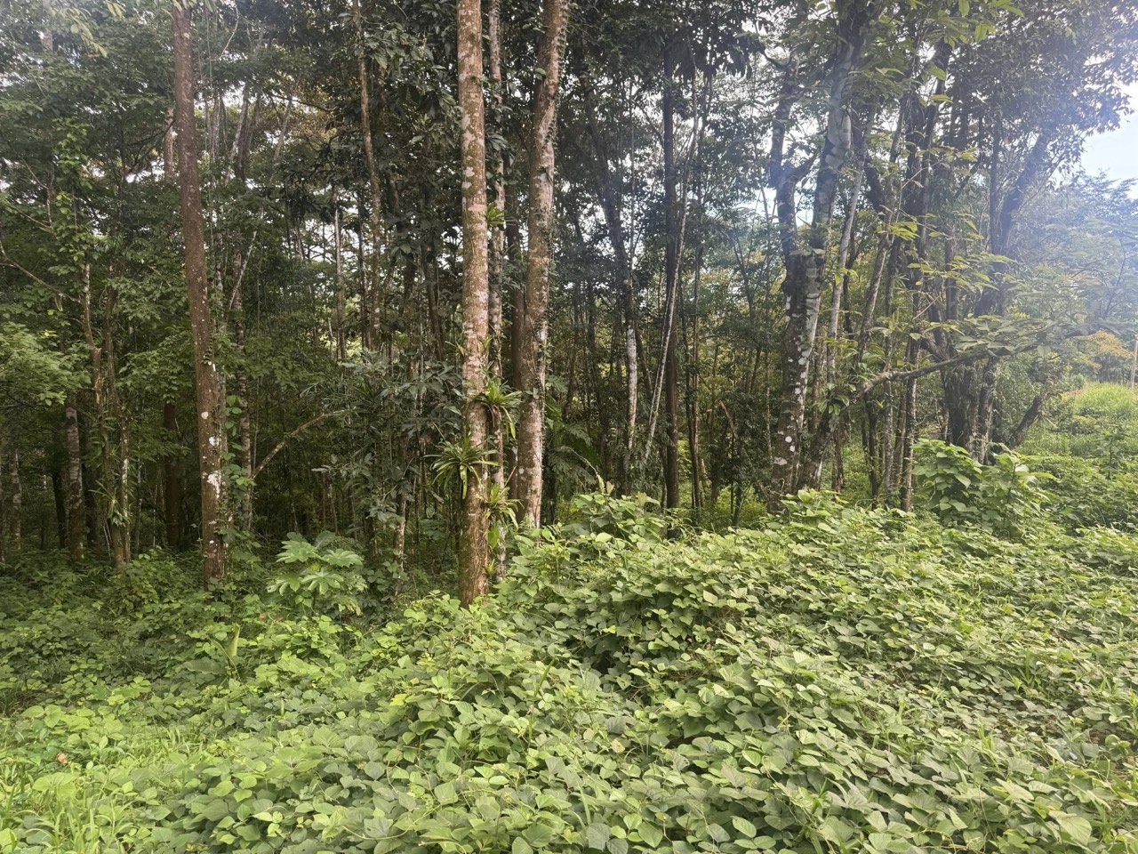 $175,000 - 0.67 Acres - Lot In The Heart of Uvita, Motivated Seller! property photo 4 in Costa Rica