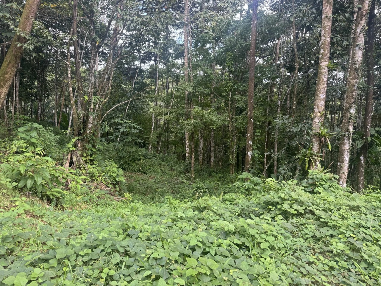 $175,000 - 0.67 Acres - Lot In The Heart of Uvita, Motivated Seller! in Uvita, Puntarenas, Costa Rica