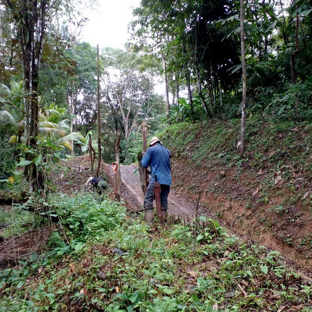 Living fence planted along road frontage and entrance –BOHORICA, photo 6