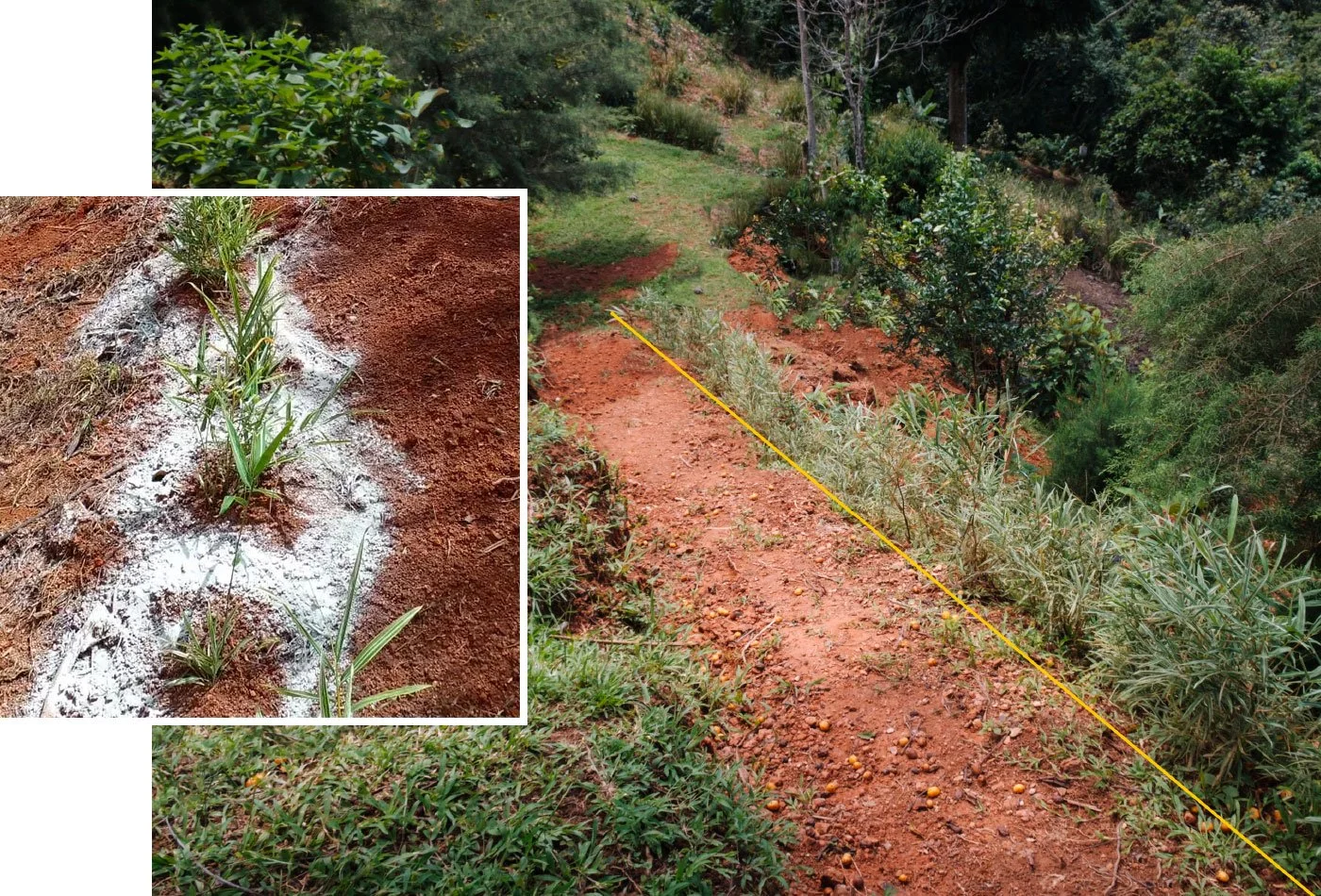 300 Bamboo Planted as a Living Fence –Casa Cavu, photo 5