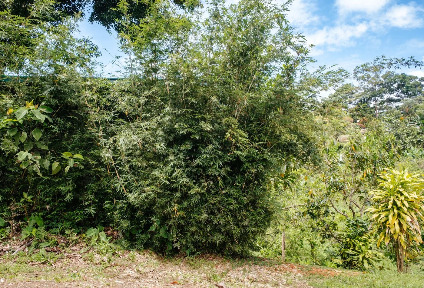 300 Bamboo Planted as a Living Fence –Casa Cavu, photo 7