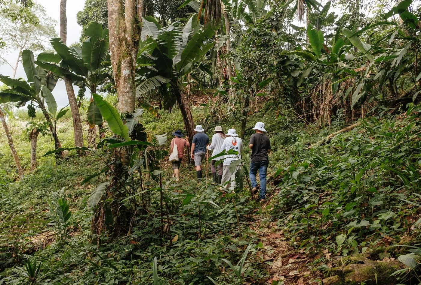 Land Conversion to Sustainable Permaculture Garden –Casa Cavu, photo 4