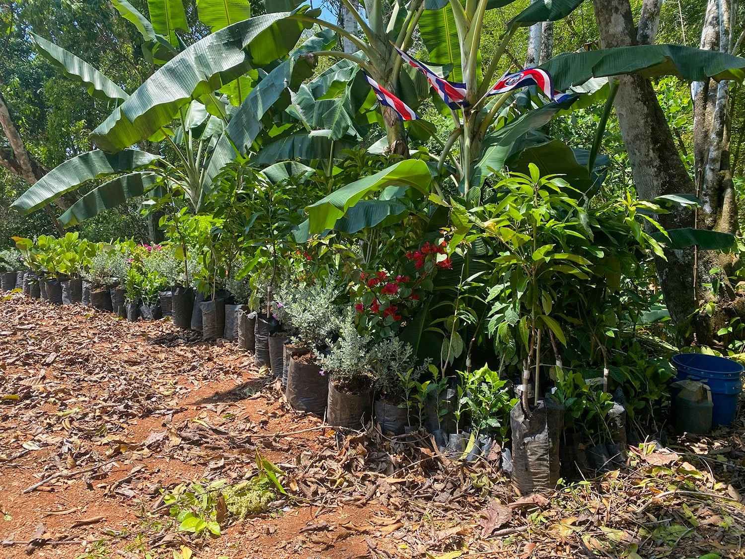Cavu Vivero –Our New Sustainable Green House Nursery in Costa Rica, photo 6