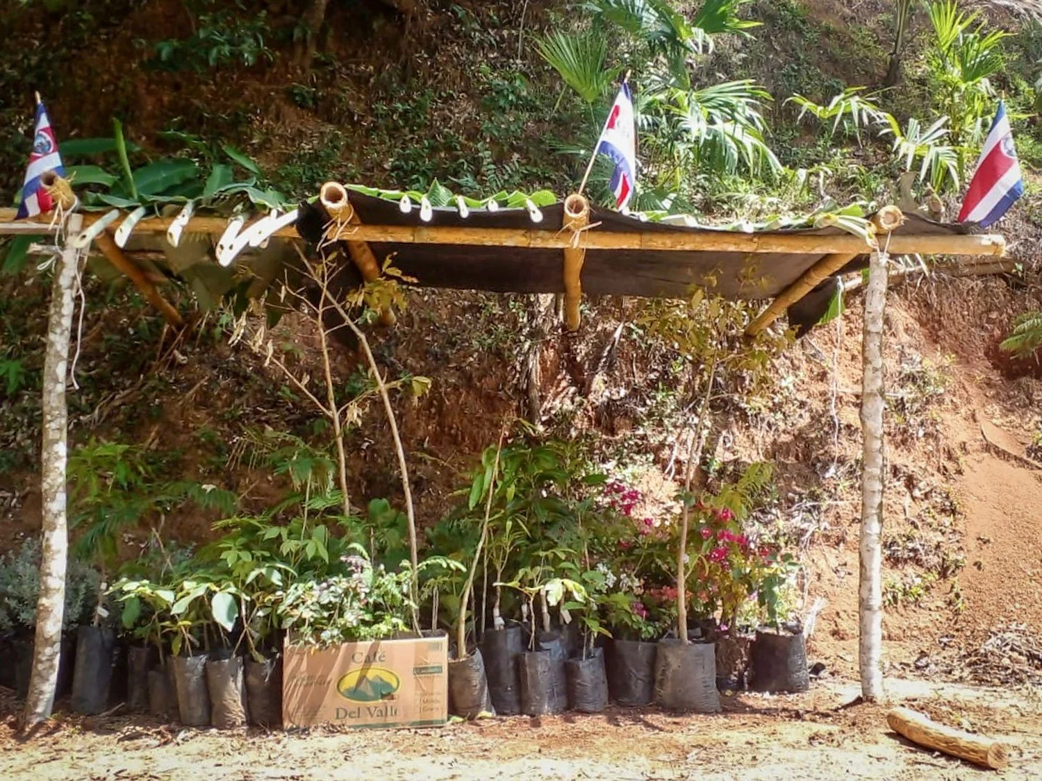 Cavu Vivero –Our New Sustainable Green House Nursery in Costa Rica, photo 7