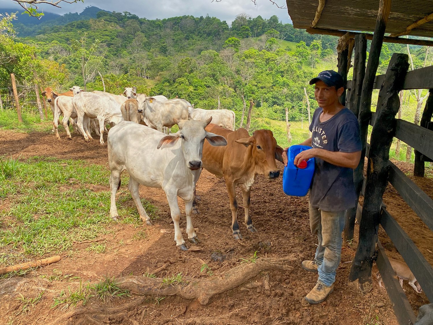 Cattle Grazing and Fencing system added at Finca Magnolia to prevent erosion, photo 8