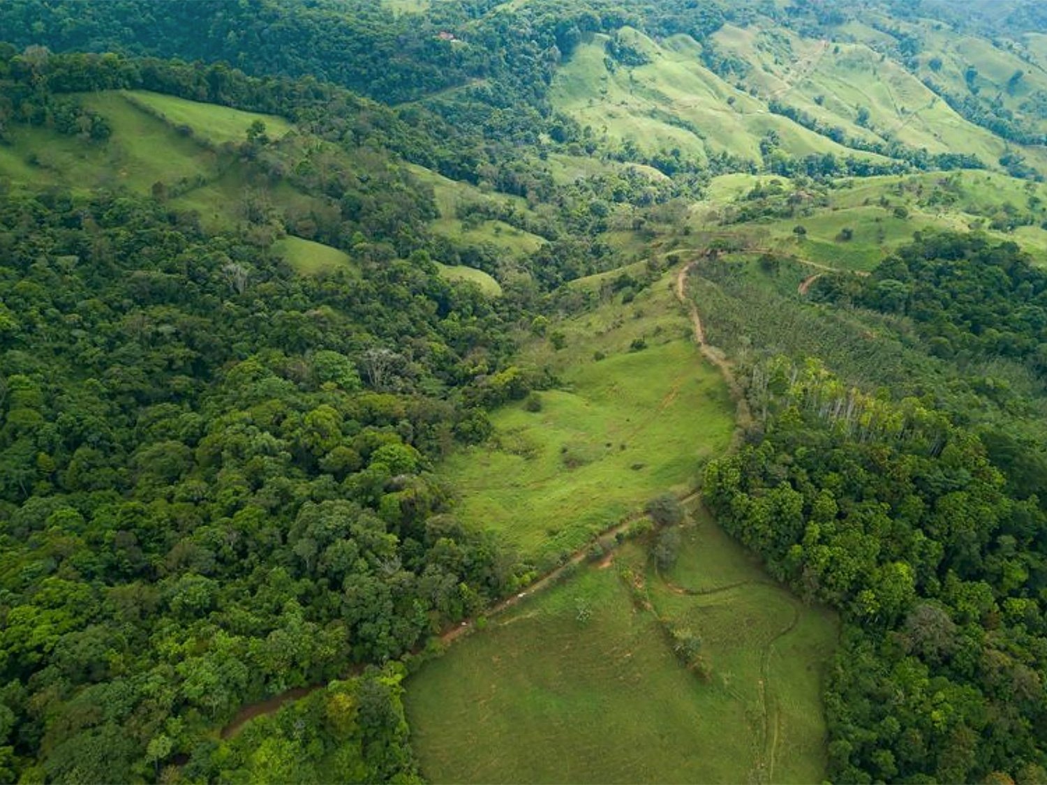Cattle Grazing and Fencing system added at Finca Magnolia to prevent erosion, photo 5
